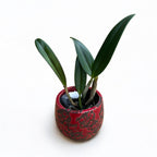 Cattleya luteola (Quintal × Peruflora)