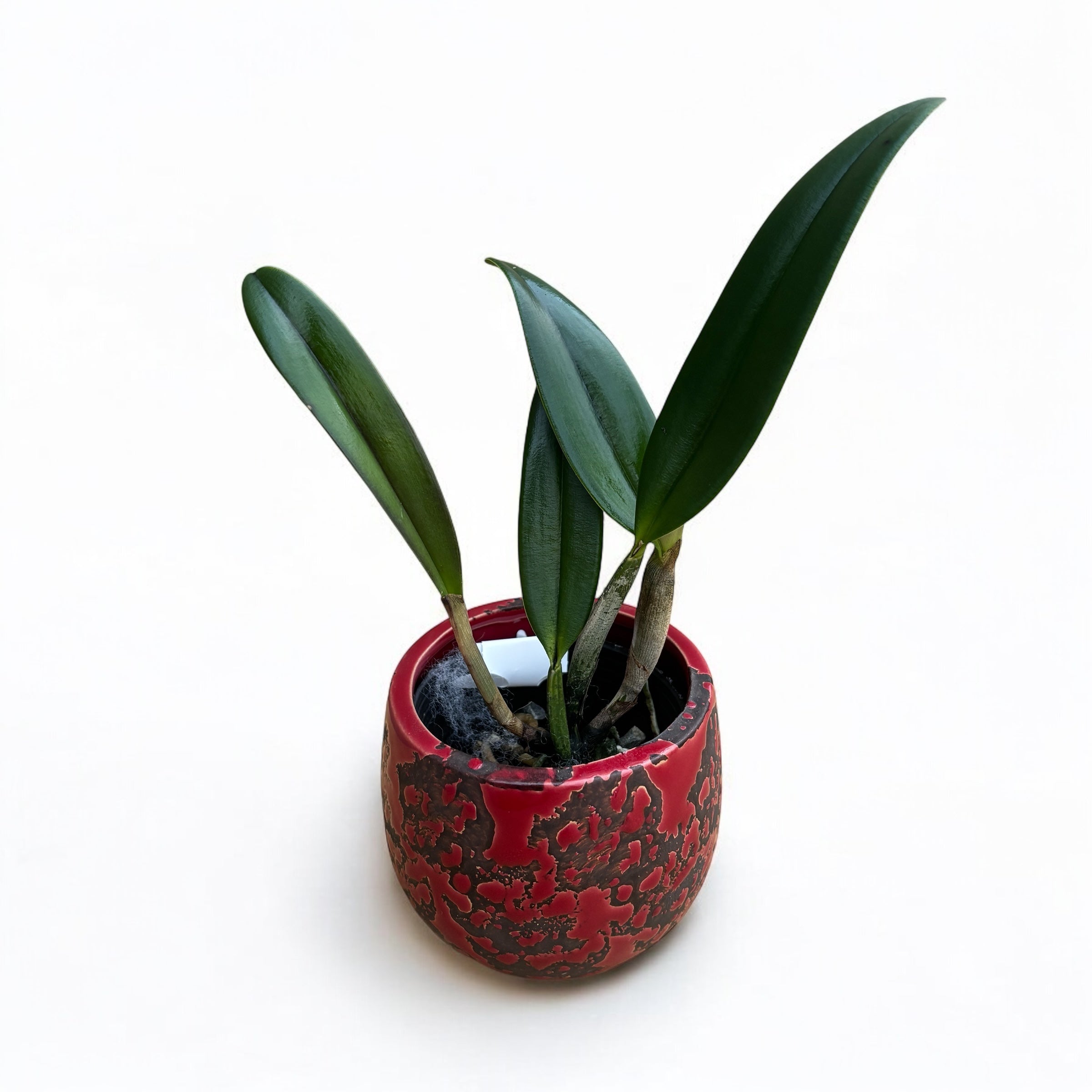 Cattleya luteola (Quintal × Peruflora)