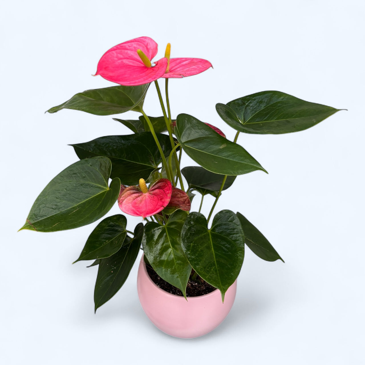Anthurium cu vas decorativ