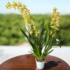 Odontocidium Remember Burkhard Holm (flori parfumate)- exemplare dezvoltate