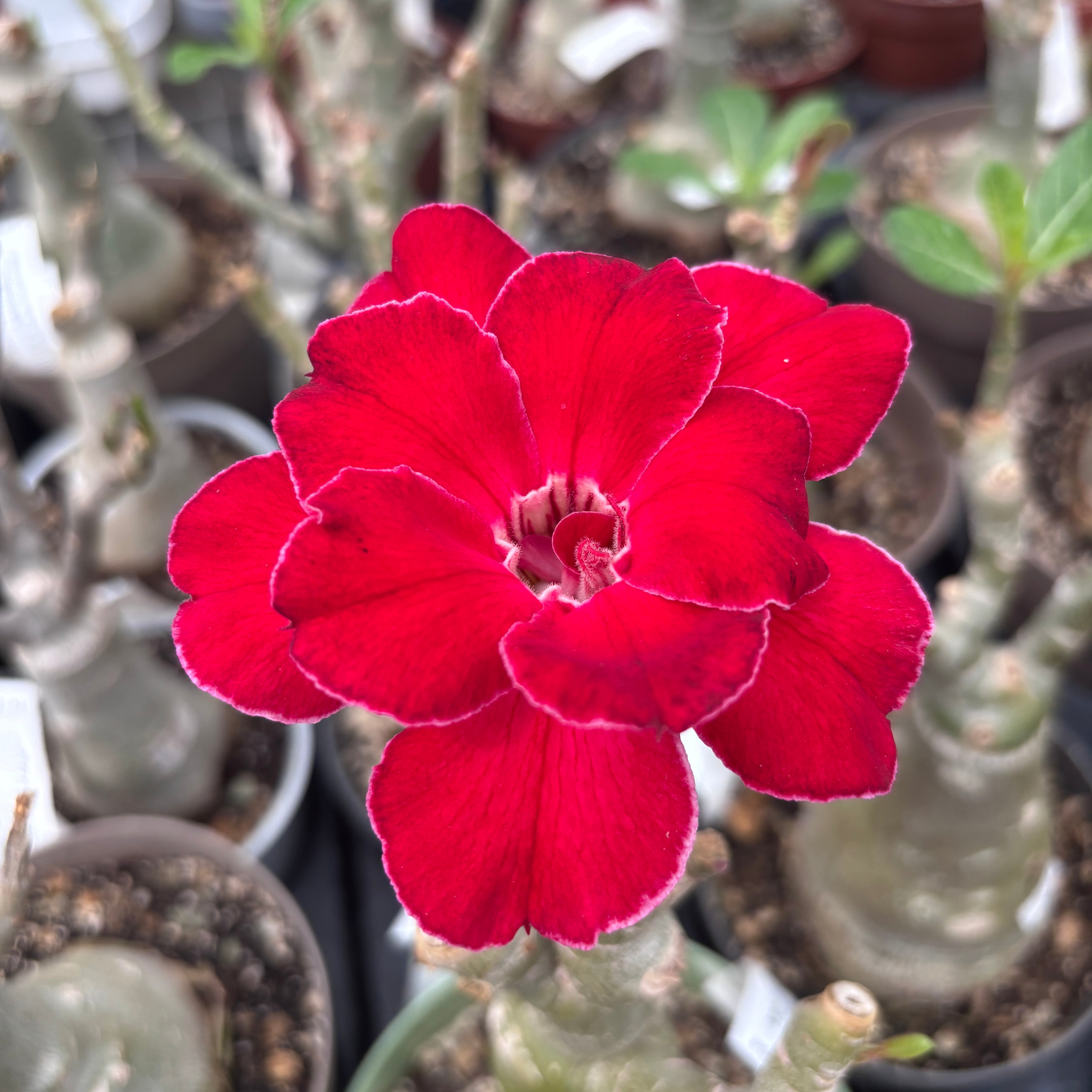 Adenium obesum 'Sakura'
