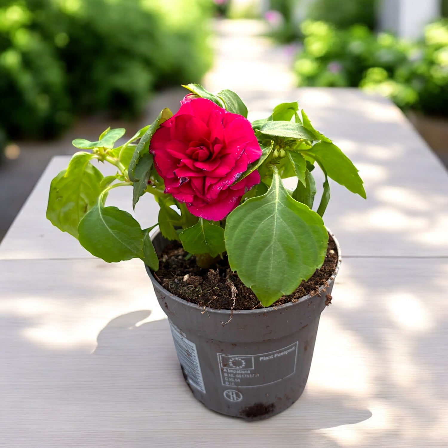 Impatiens Glimmer Double Burgundy (husets spor med dubbla blommor)