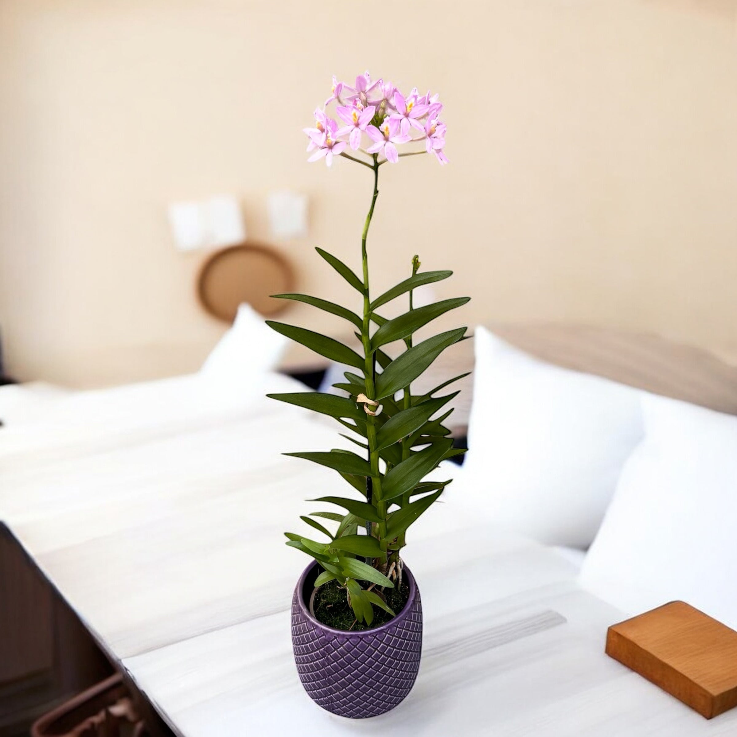 Epidendrum radicans ‘Light Pink’