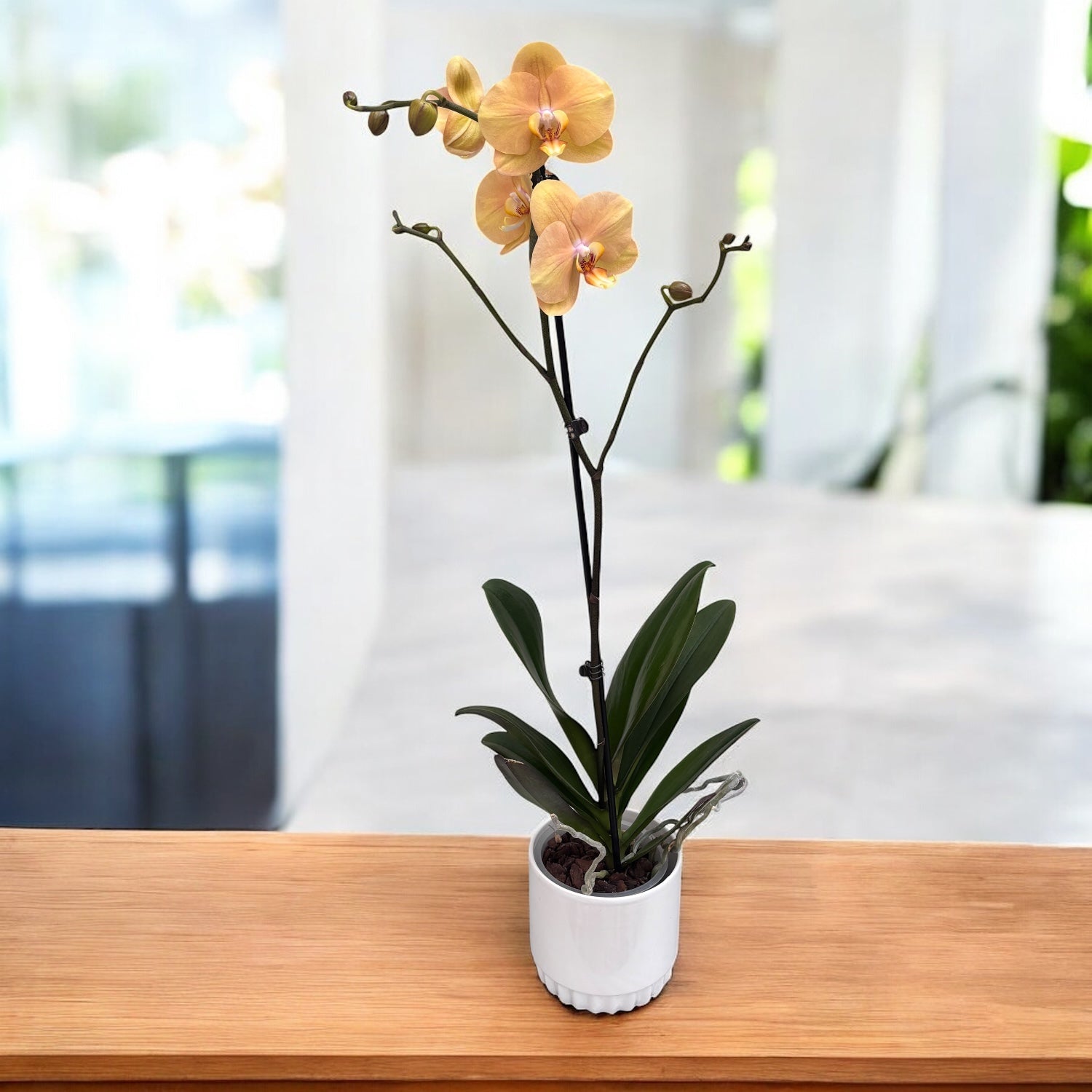 Phalaenopsis Golden River