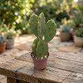 Gartenkaktus mit essbaren Früchten und Blättern - Opuntia humifusa (Teufelssprache)