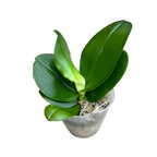 Phalaenopsis Miki Mok Choi Bear Queen '720' flori parfumate