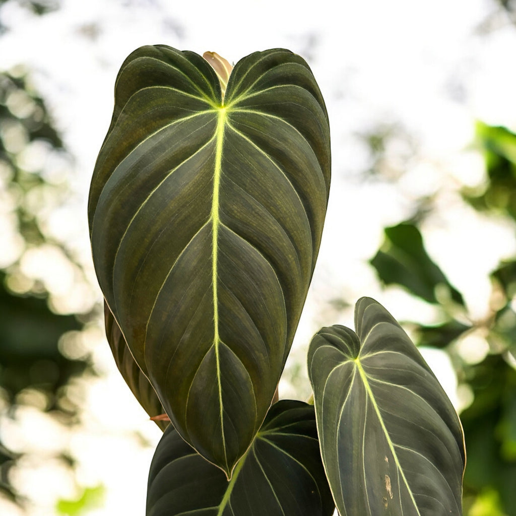 Philodendron melanochrysum (Philodendron Black Gold)