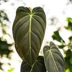 Philodendron melanochrysum (Čierne zlatý filodendron)