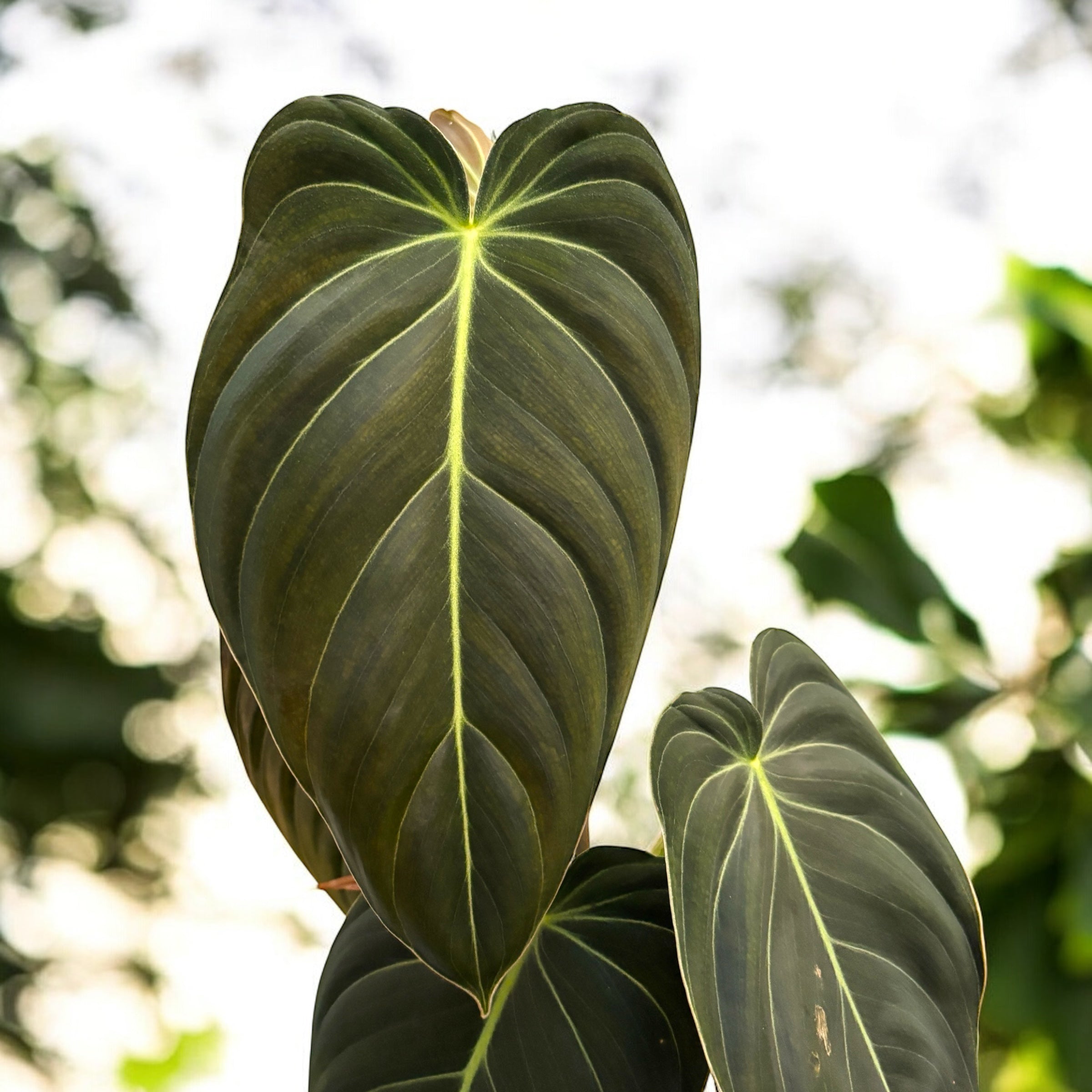Philodendron melanochrysum (Black Gold Philodendron)
