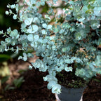 Eukalyptus - Eucalyptus gunnii 'Blue Ice'