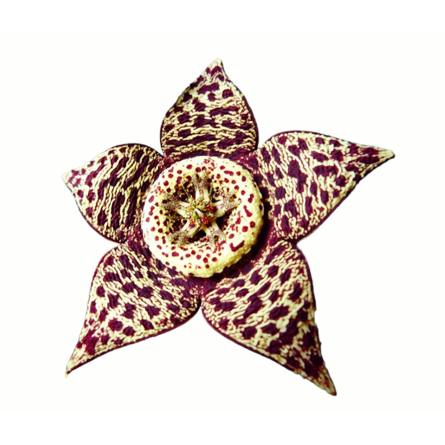 Orbea variegata (Starfish Plant)- Steaua serifului