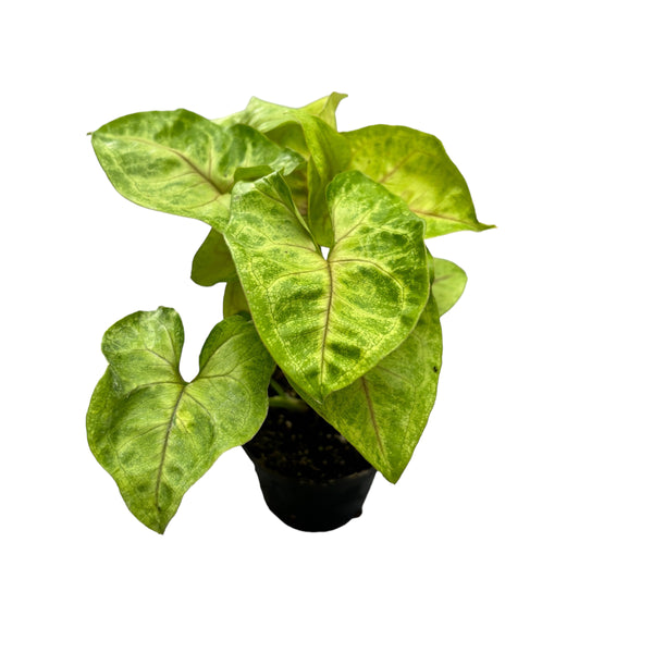 Syngonium Mango Allusion (babyplant)