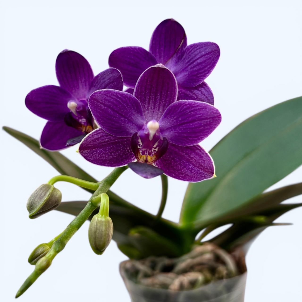 Phalaenopsis Ching Ann Mary '1830'