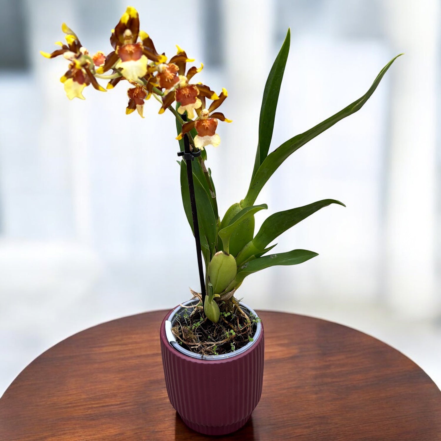 Colmanara Samba Exotica