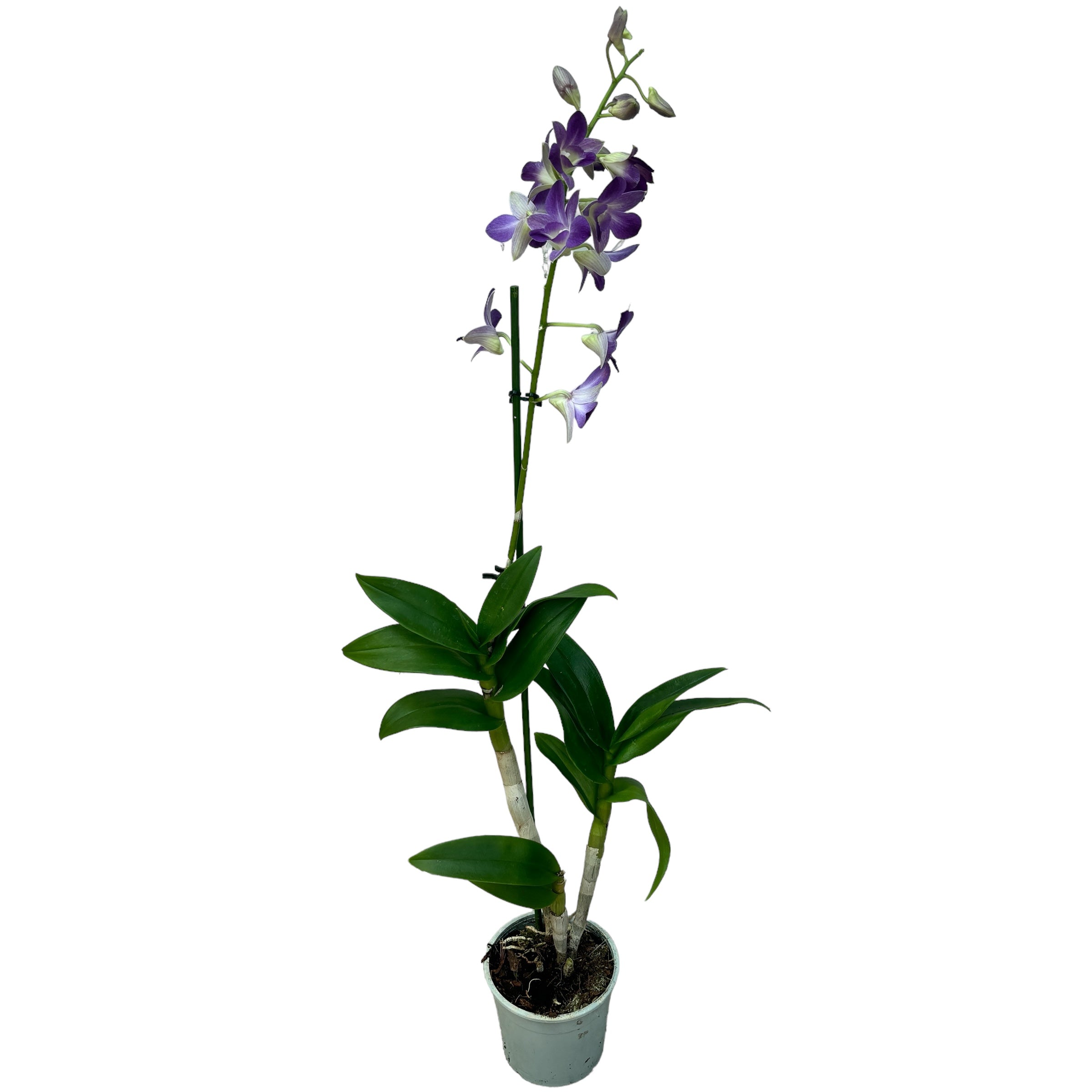 Dendrobium Phalaenopsis Blaue Glückseligkeit