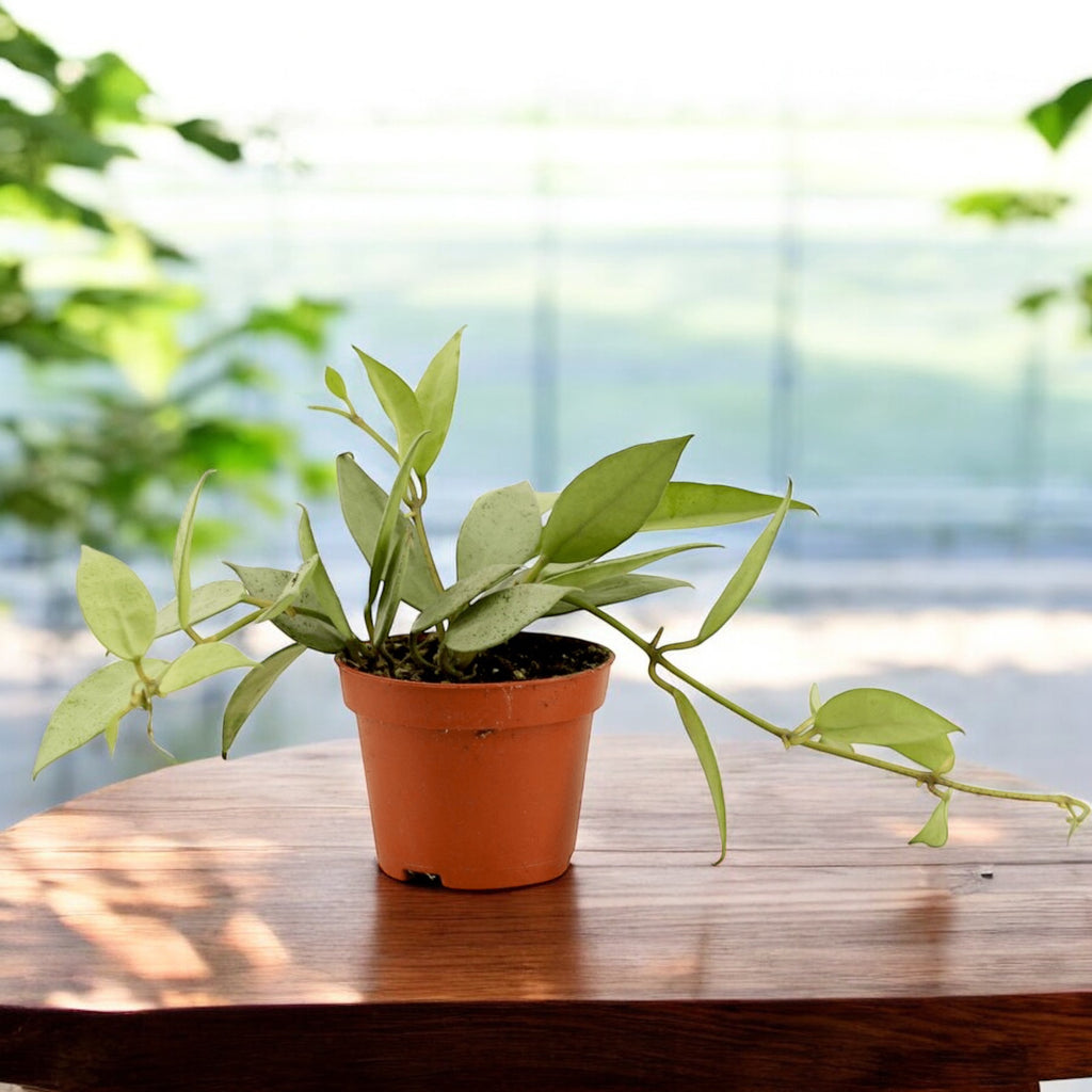 Hoya lacunosa 'Menthe' D6