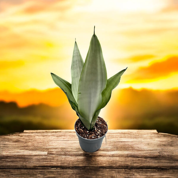 Sansevieria trifasciata 'Moonshine' 1 St