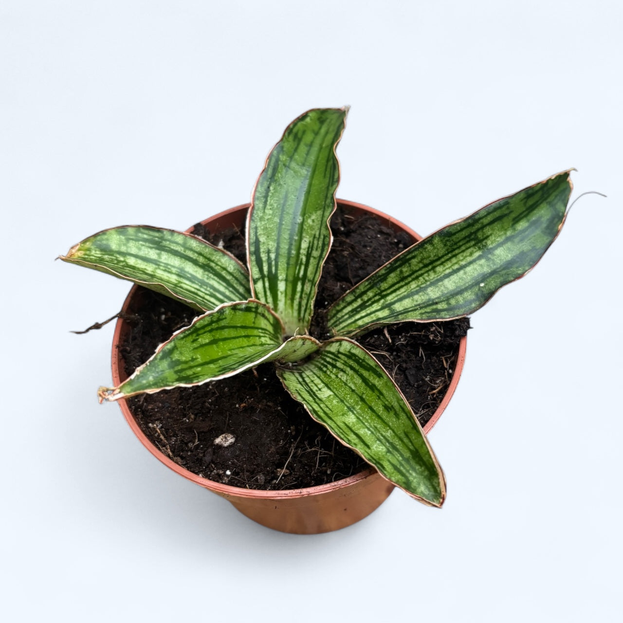 sansevieria cleopatra hybrid Sansevieria 'Cleopatra' – Secret Garden Plant Shop