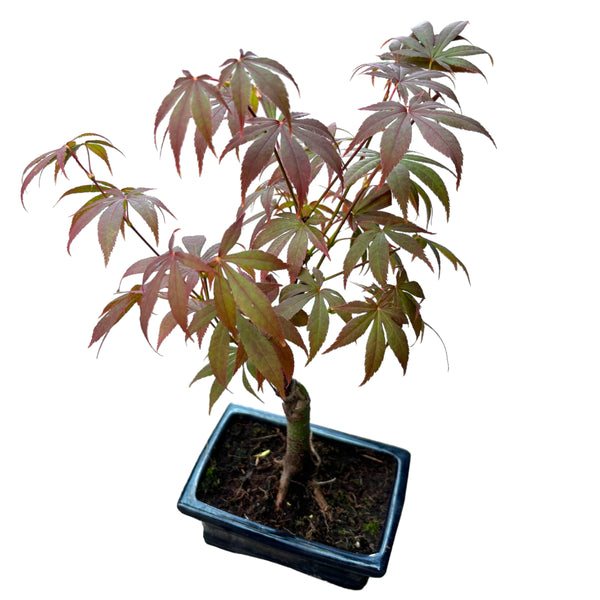 Bonsai Acer Rot