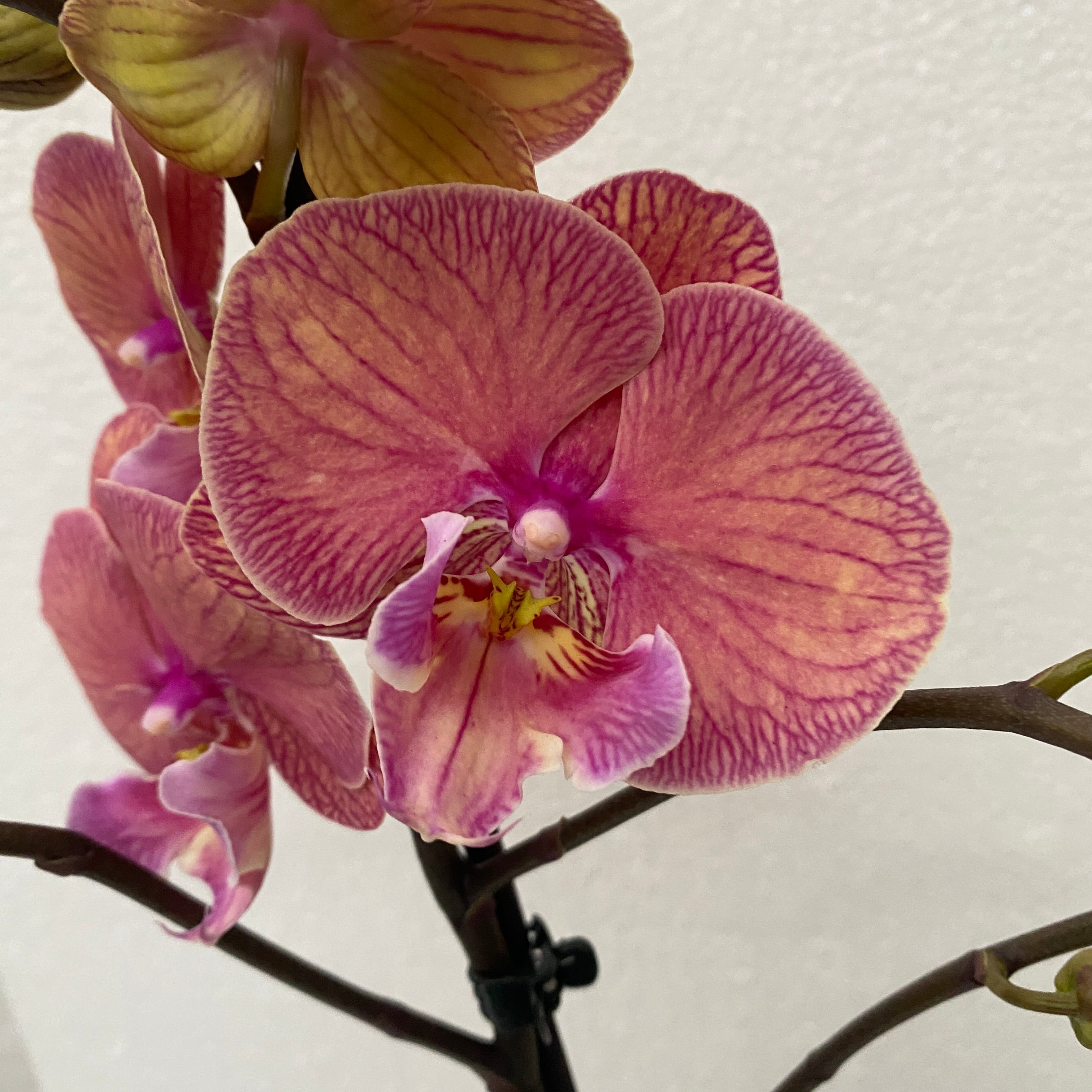 Phalaenopsis 'Limited #31’ big lip