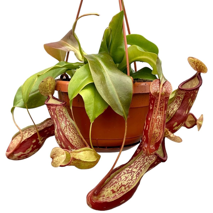 Nepenthes Monkey Jars ‘Gaya’ 