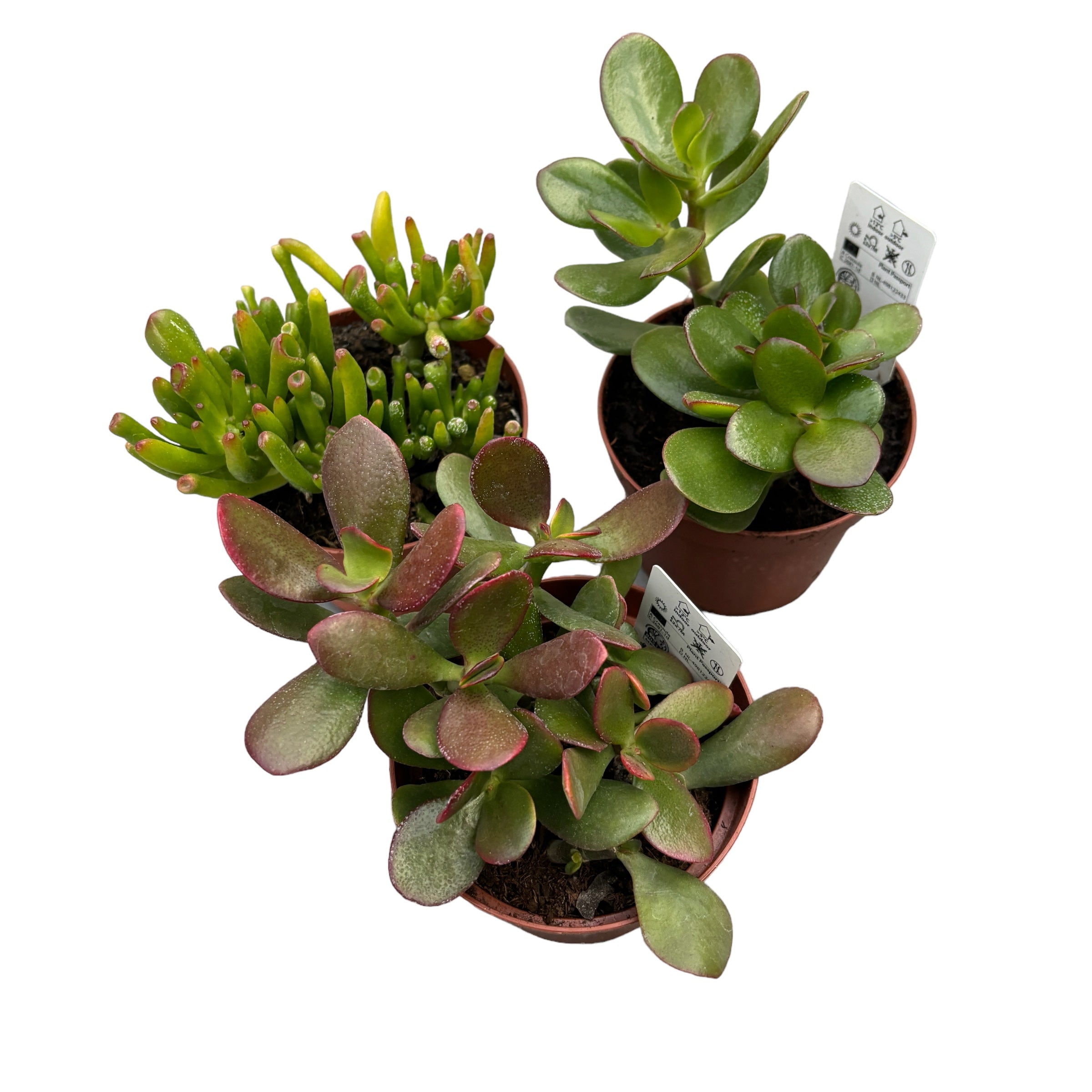 jade plant magyarul Crassula ovata mix