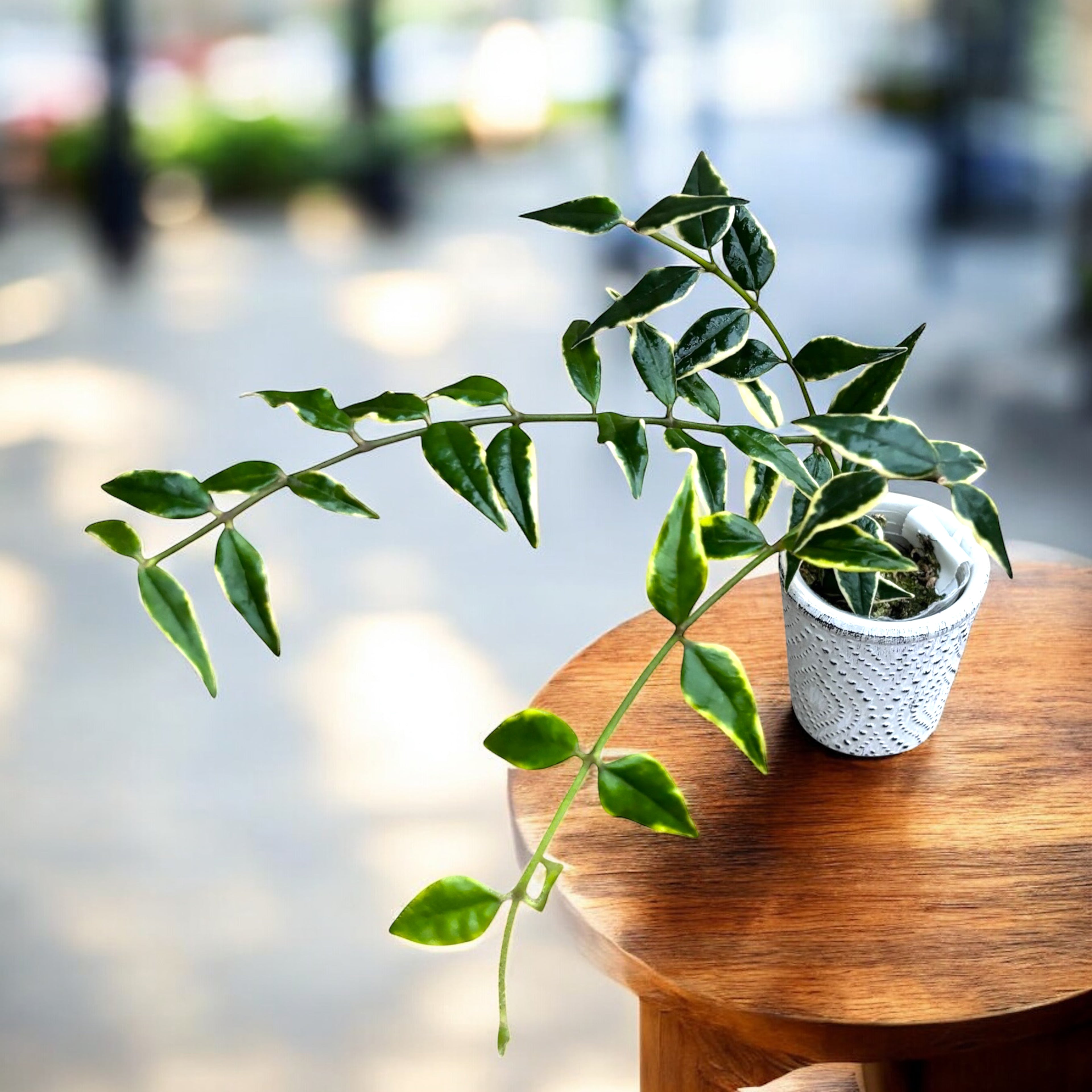 Hoya bella 'Anneke Buis' (albomarginata) - exemplarele dezvoltate