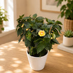 Achimenes ‘Anna Foya’