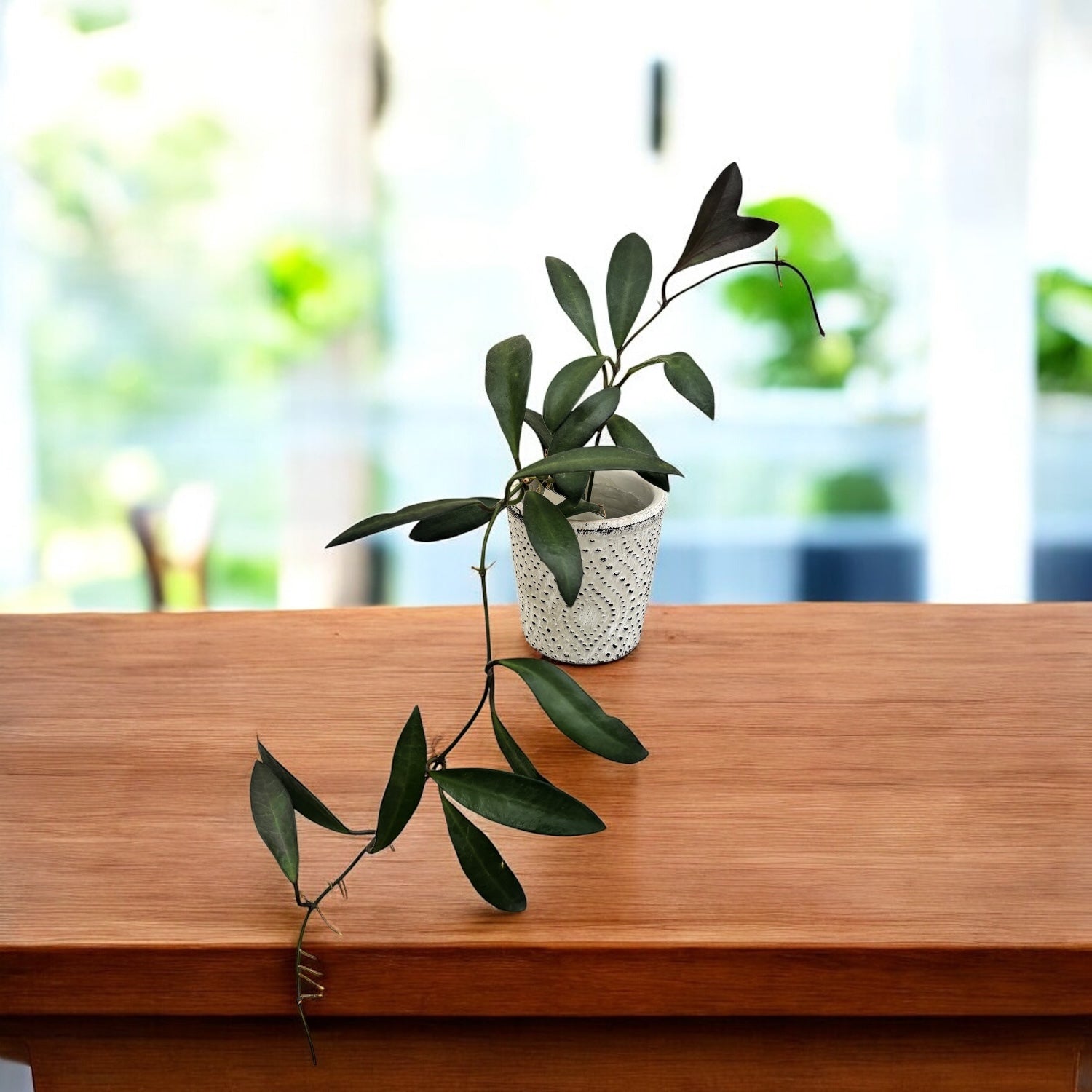 Hoya anncajanoae - flori parfumate