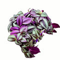 Tradescantia zebrina ljubičasta 5pp