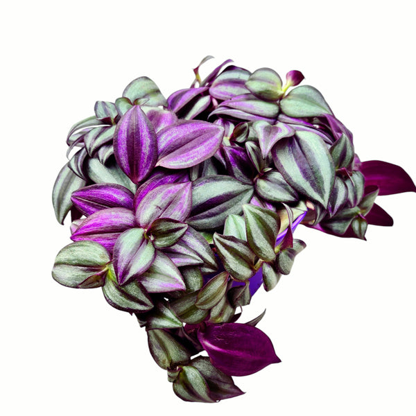 Tradescantia zebrina Violet 5pp