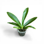 Phalaenopsis Lovely Marie (Phal. mariae x Phal. bastianii)