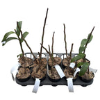 Dendrobium Jiaho Delight 'Delight' GM/TOGA - parfumat