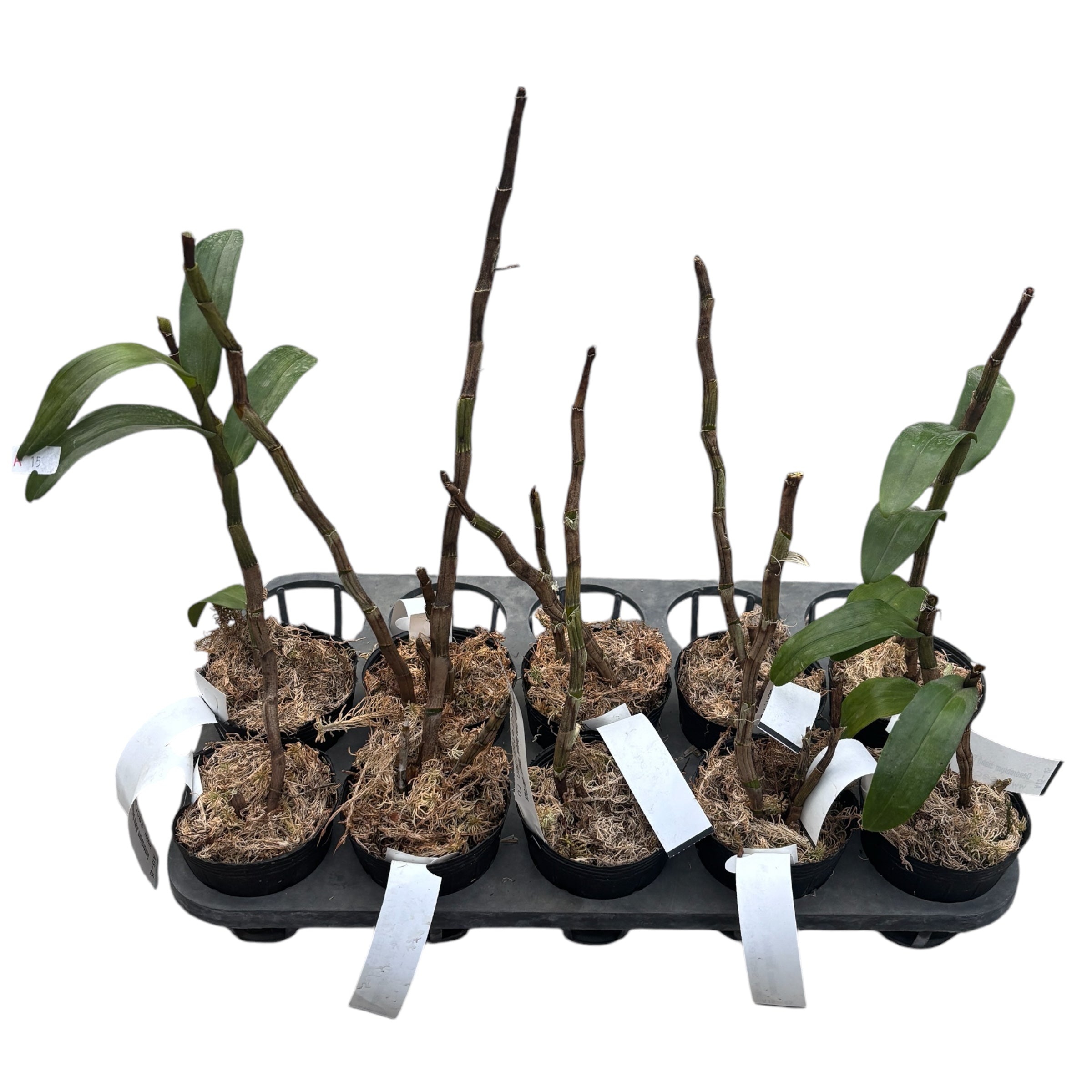 Dendrobium Jiaho Delight 'Delight' GM/TOGA - parfumat