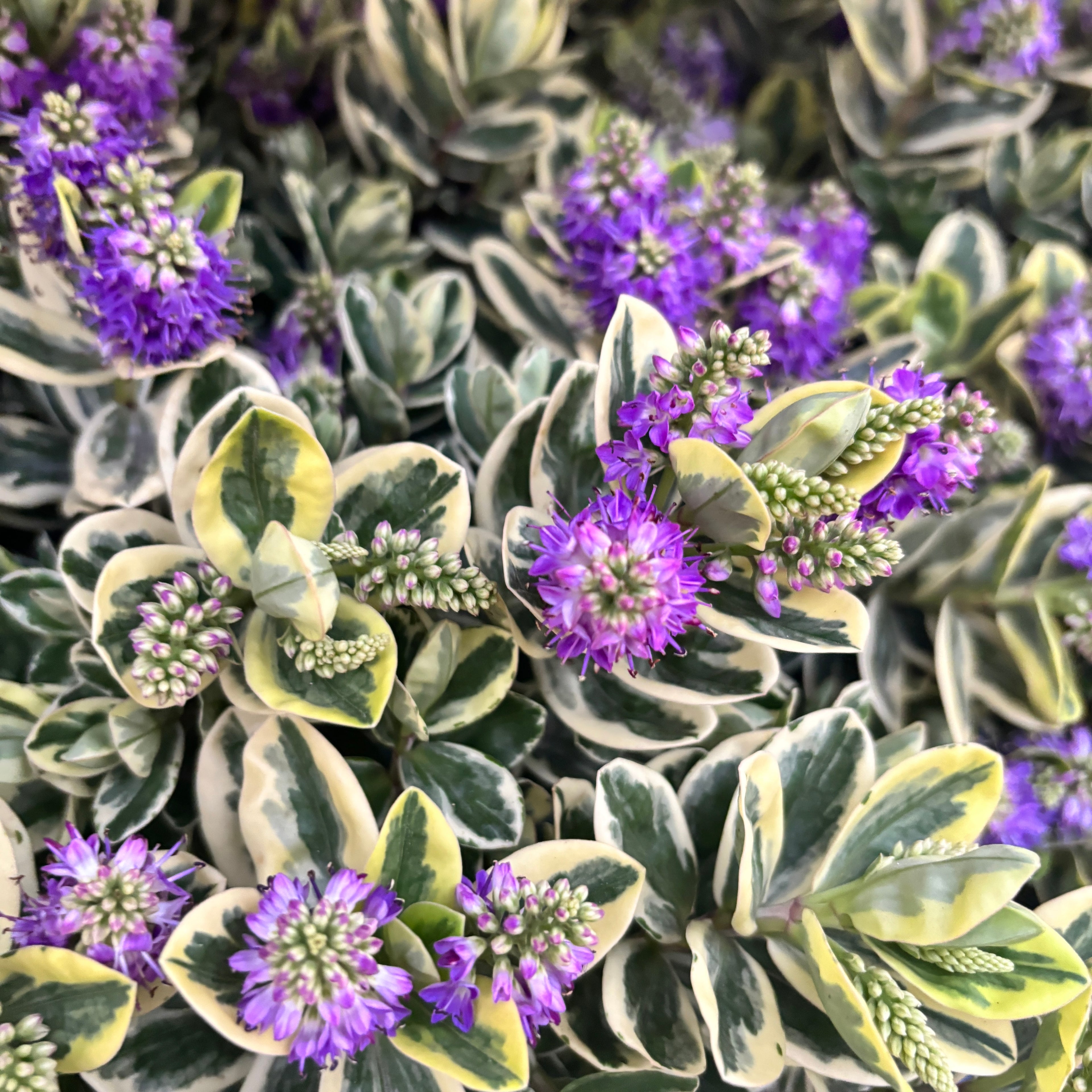 Hebe 'Andersonii Variegata' - Pomul de aur (Evergreen)