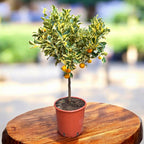 Citrus microcarpa 'Variegata' - Calamondin s panašovanými listy a plody