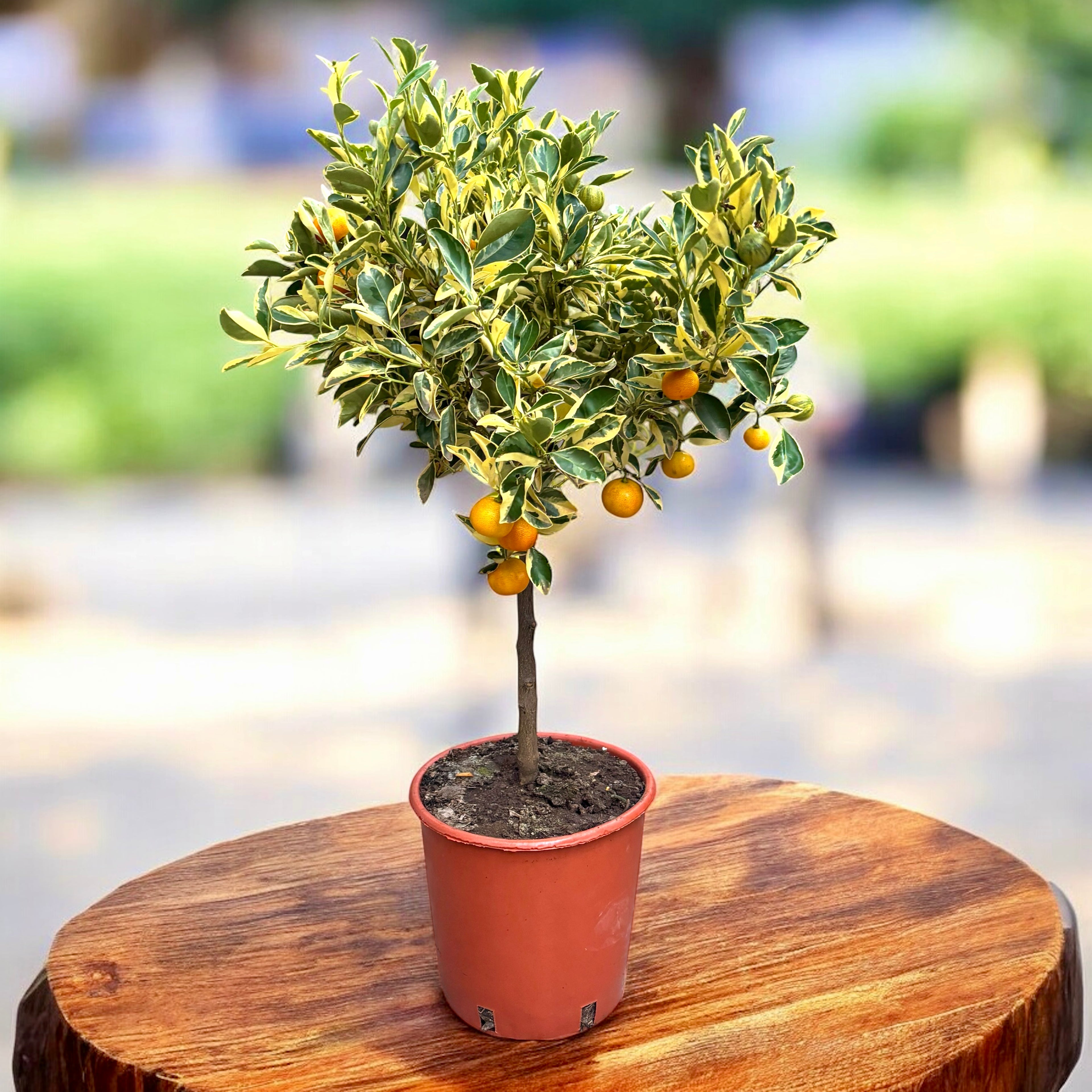 Citrus microcarpa 'Variegata' - Calamondin cu frunze si fructe variegate