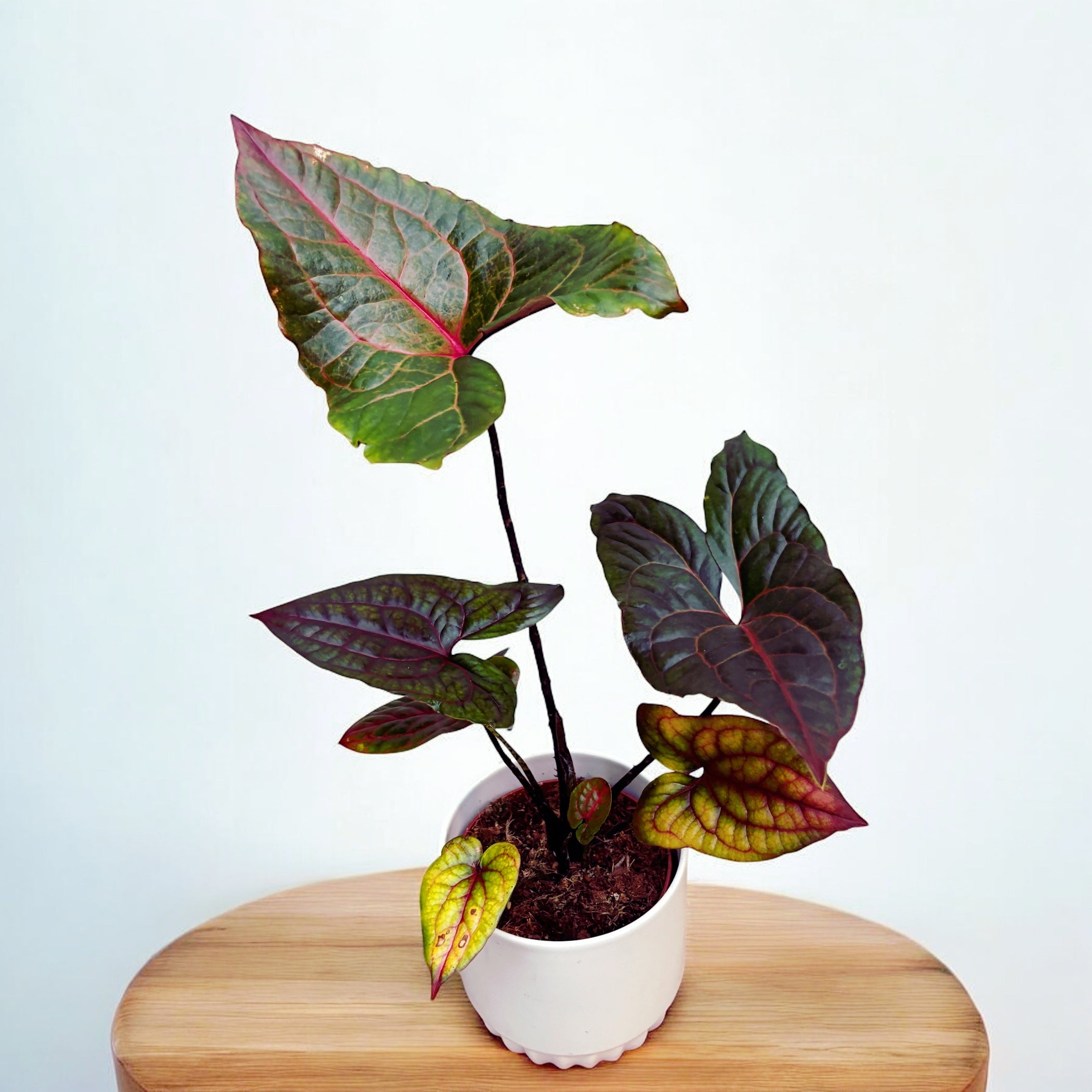 Cyrtosperma johnstonii (Alocasia Black Jack)