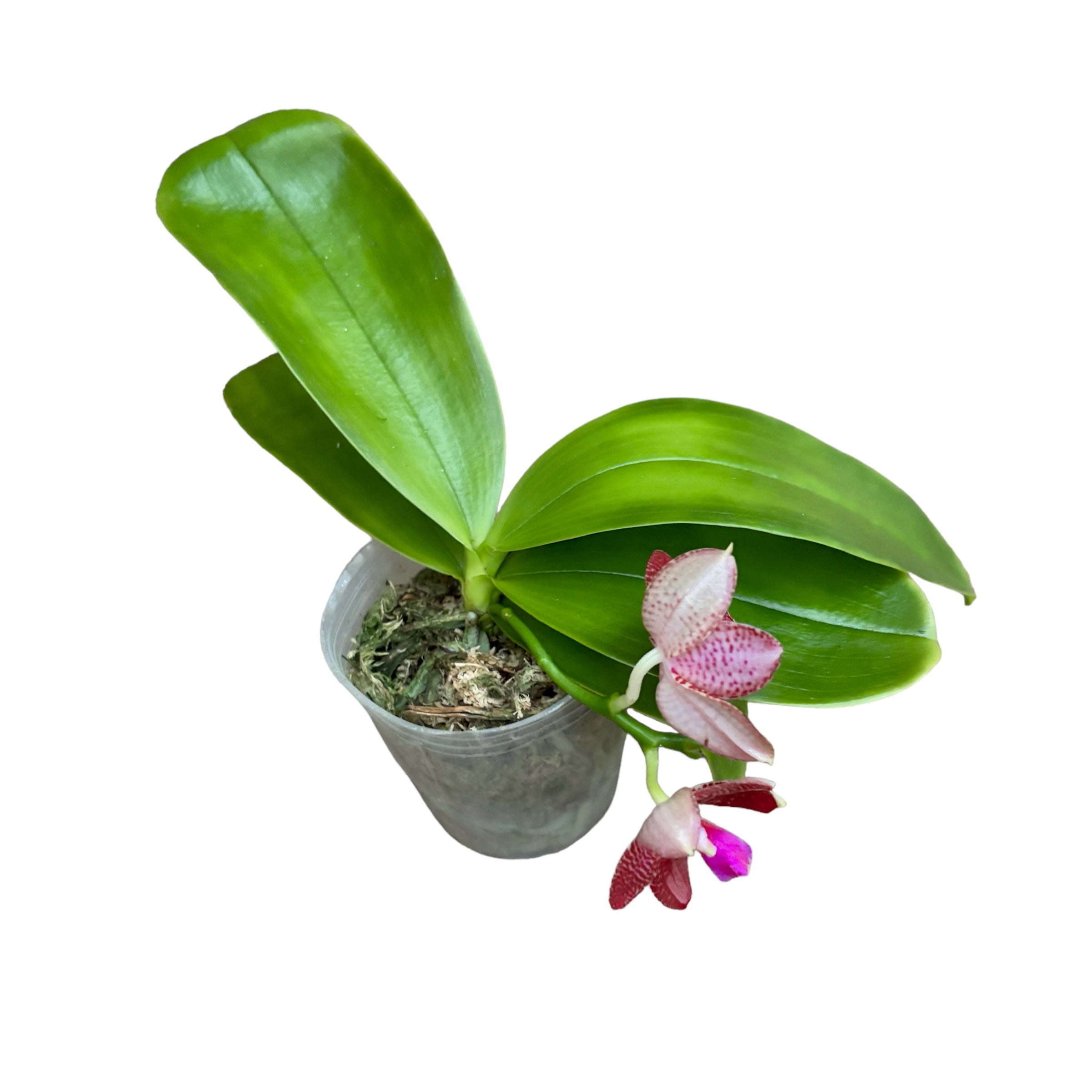 Phalaenopsis Zheng Min Etching *parfumata