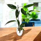 Hoya onychoides – hoya spectaculoasa cu flori mari, in forma de stea, si frunzis texturat