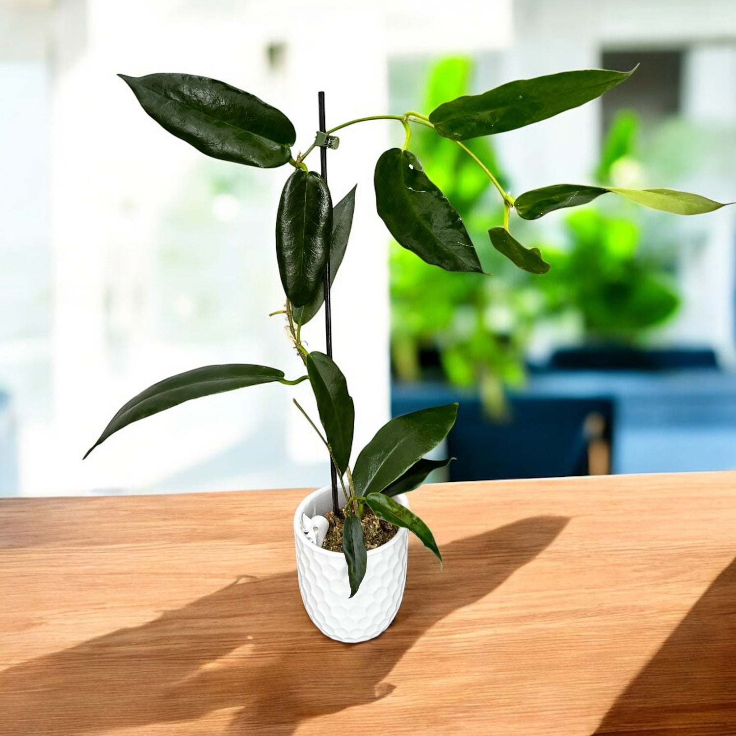 Hoya onychoides – hoya spectaculoasa cu flori mari, in forma de stea, si frunzis texturat