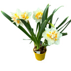 Bulbi narcise cu flori duble - Narcissus Peach Swirl