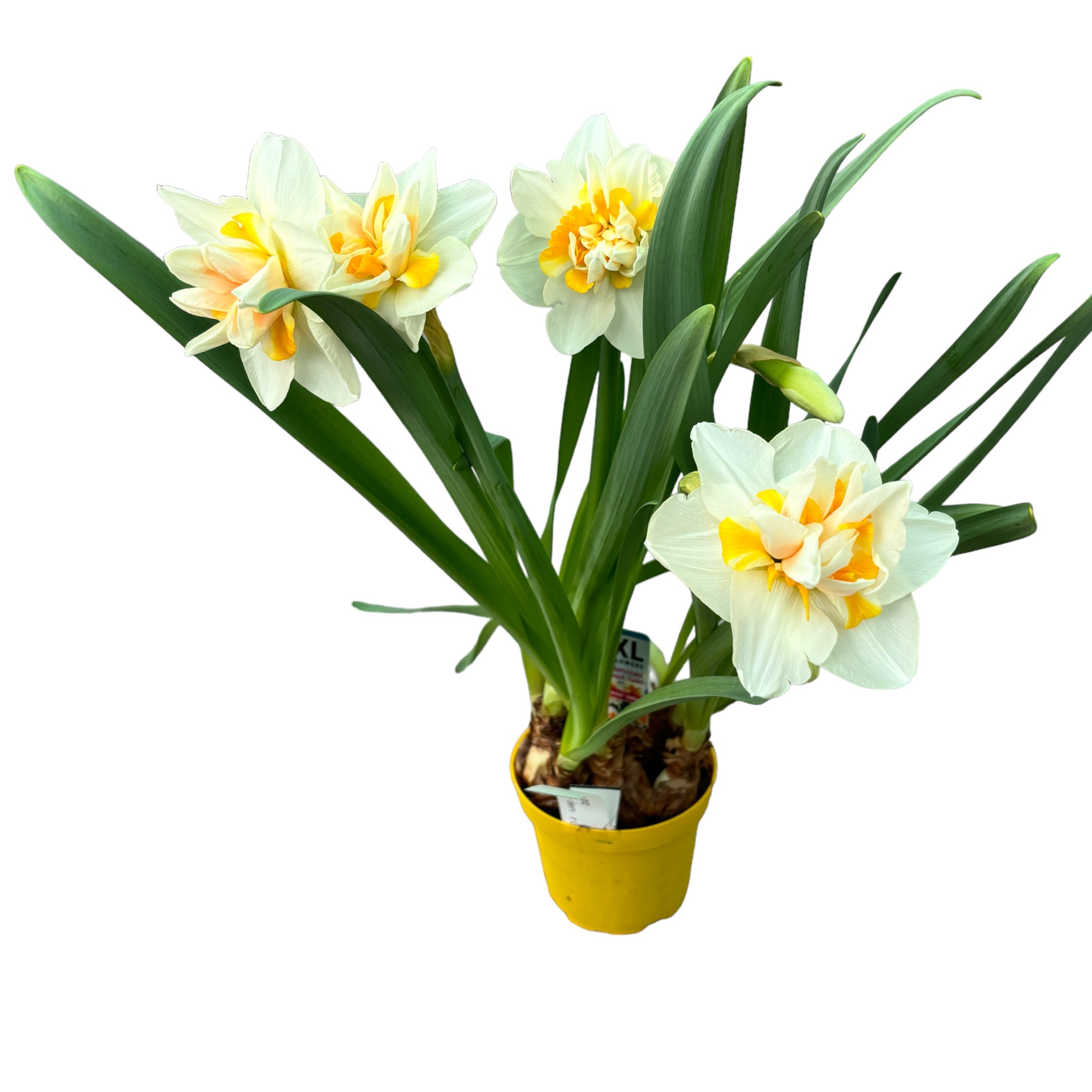Bulbi narcise cu flori duble - Narcissus Peach Swirl