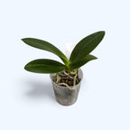 Phalaenopsis Kdares Twinkle (peloric)