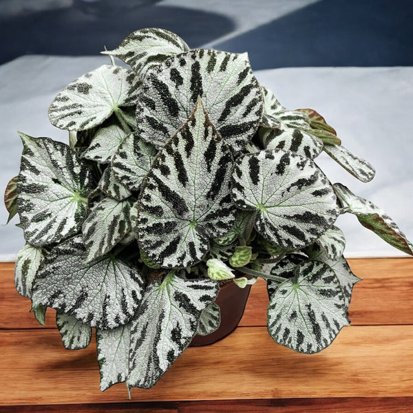 Begonia Silver Jewel – XL-Exemplare