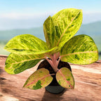 Aglaonema 'Apple Fantasy' -  frunzis colorat si eleganta tropicala