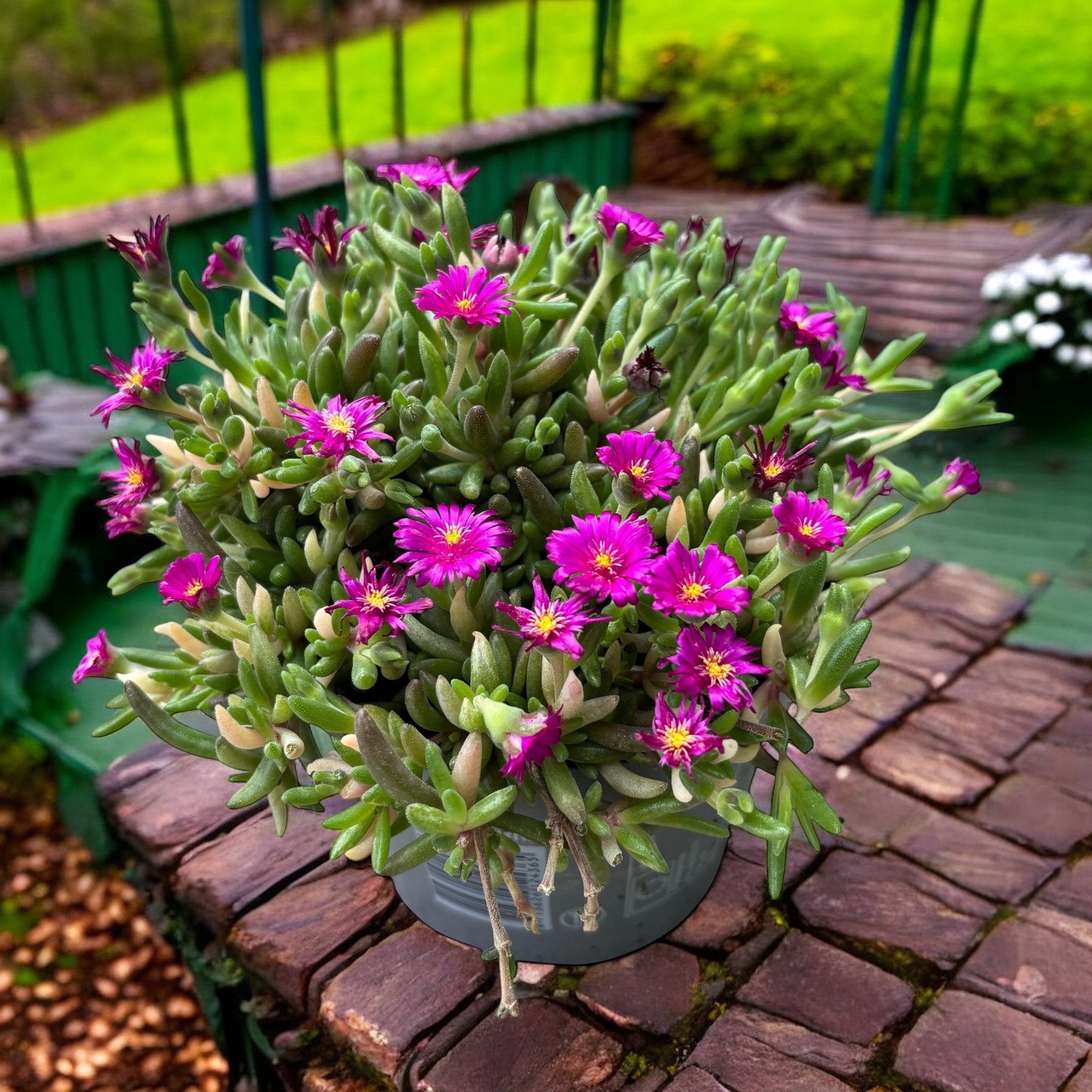 Delosperma cooperi ‘Lido Magenta’ (floarea de gheata)