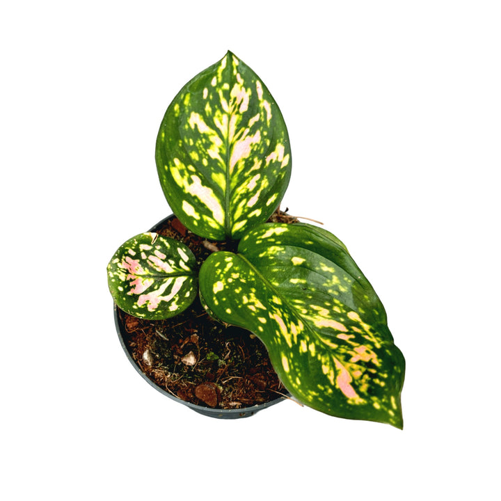 Aglaonema Hawkeye