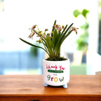 Masdevallia striatella