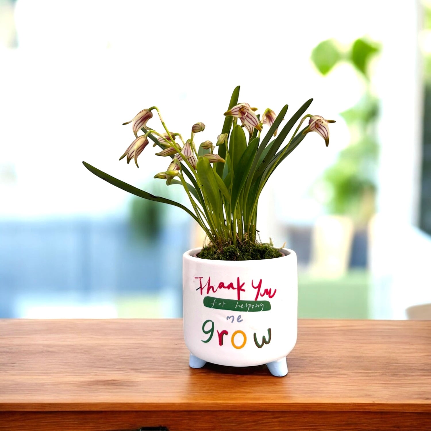 Masdevallia striatella